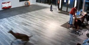Deer smashes through a window at iSmash in Syracus
